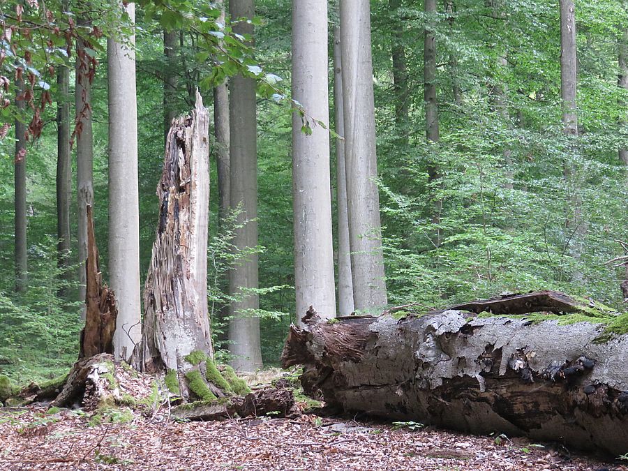 Beim Schutz von Bäumen sind Umsicht und Sensibilität gefragt. Bild: Nicola Uhde/BUND